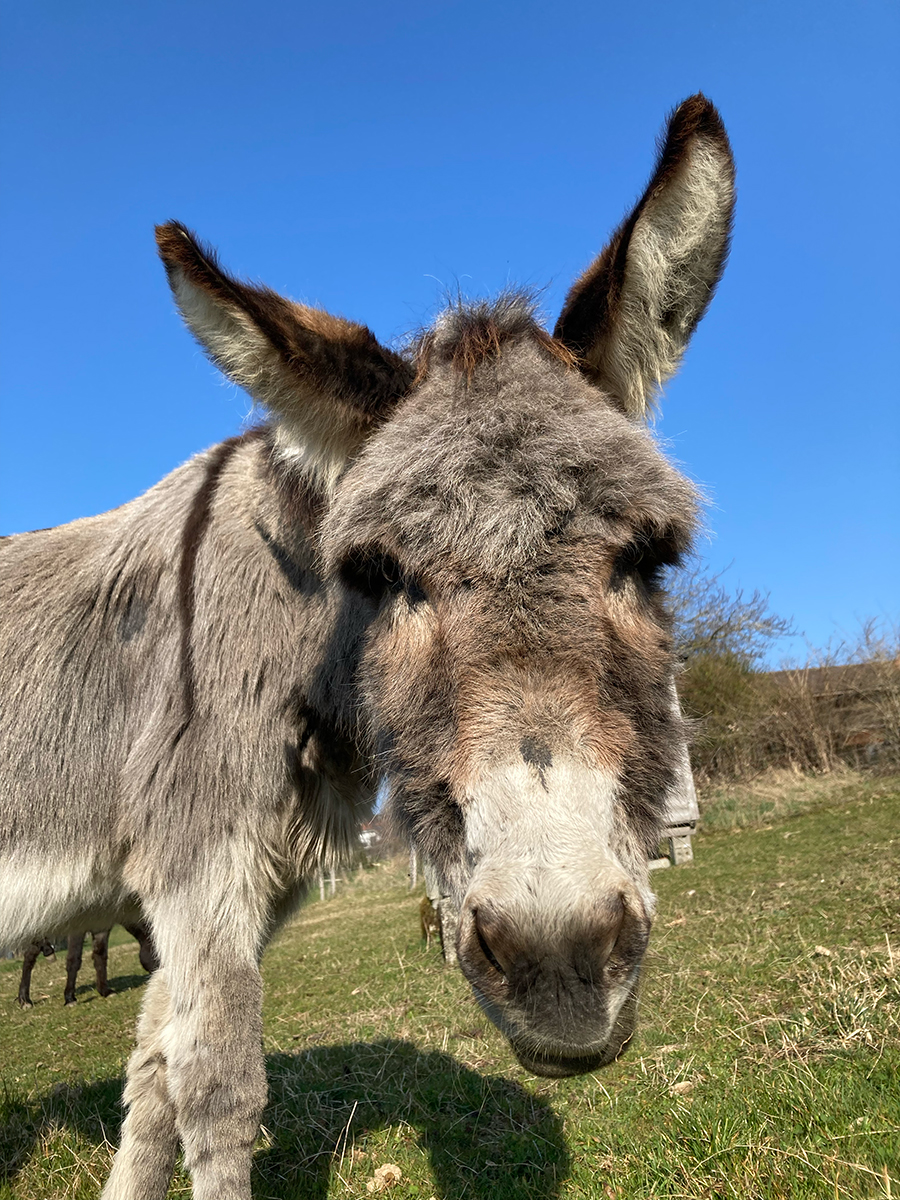 Farinet neugierig eseltrewk.ch